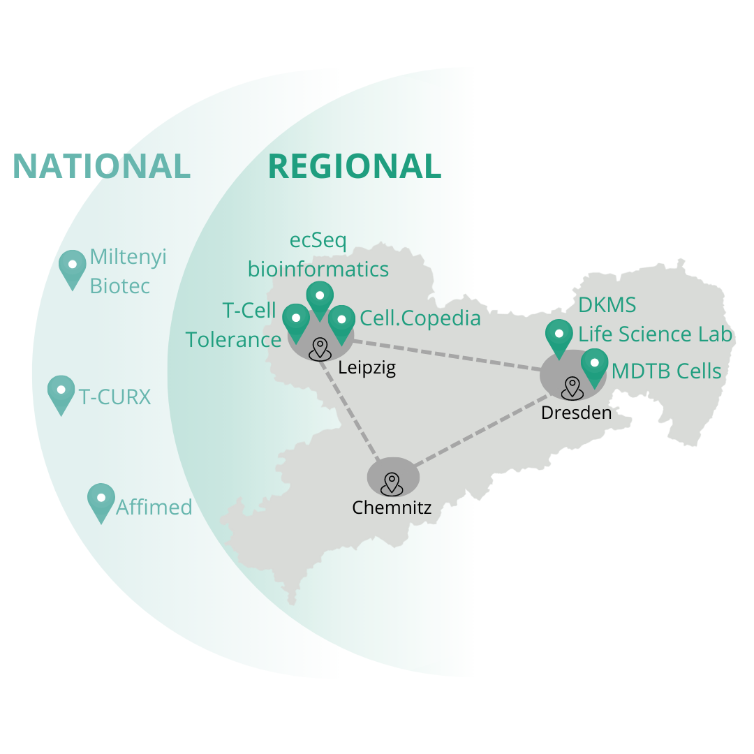 Die Grafik zeigt eine graue Landkarte Sachsens, die Regionen Leipzig, Chemnitz und Dresden sind eingezeichnet. In der Region Leipzig sind Cell.Copia, T-Cell Tolerance und ecSeq bioinformatics eingezeichnet, in der Region Dresden sind DKMS Life Science Lab und MDTB Cells eingezeichnet. Die drei Regionen sind mit gestrichelten Linien zu einem Dreieck verbunden. Um die Landkarte Sachsens ist ein Halbkreis gezogen im den das Wort Regional steht. Um diesen Kreis legt sich ein weiterer Halbreis in dem das word National steht und die Firmen Miltenyi Biotec, T-Curx und Affimed eingezeichnet sind. Darum legt sich ein weiterer Halbkreis, der mit International beschrieben ist. In diesem Kreis sind die Firmen Organesis, NextCell Pharma, Novartis und Janssen Pharmaceutica zu sehen.